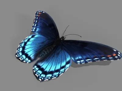 Butterfly realistic 3D model