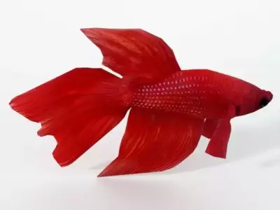 Fish Betta Low-poly 3D model