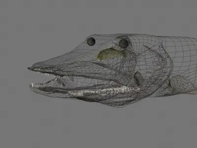 MUSKIE HEAD TEXTURES 3D model
