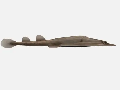 Electric Ray Numbfish DiReap Torpedo Fish Low-poly 3D model