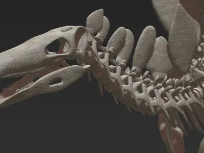 Stegosaurus Skeleton 3D 3D model