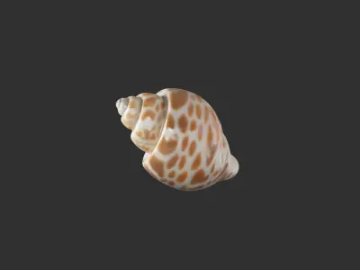 Sea Shell 2 3D model