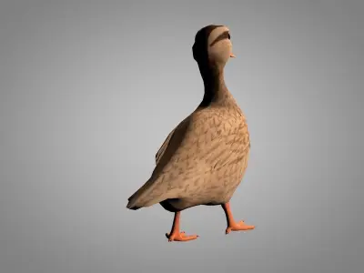 Duck or Drake Low-poly 3D model