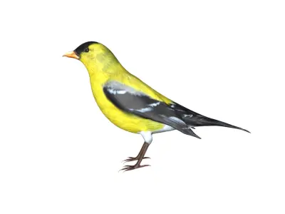 American Goldfinch Low-poly 3D model