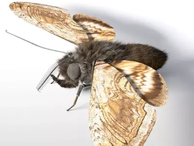 Moth insect Low-poly 3D model