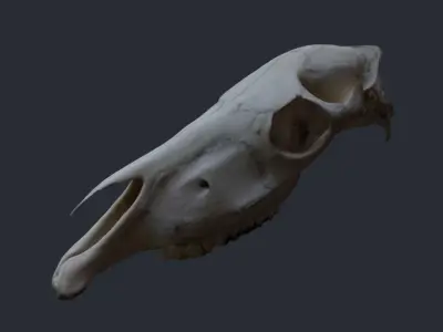 Horse Upper Skull Scan 3D model