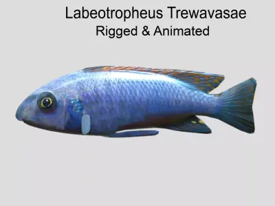 Labeotropheus Trewavasae Realistic Animated Low-poly 3D model