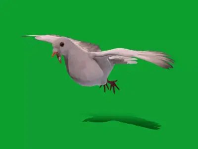 White Winged Dove Bird Free 3D model