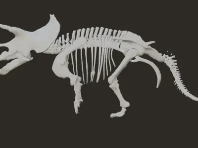 Animated Triceratops Skeleton 3D Model Low-poly 3D model