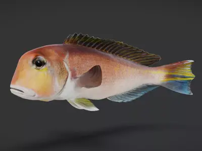 Horsehead Tilefish Animated 3D model