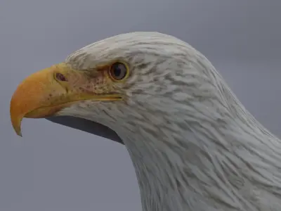 Eagle Low-poly 3D model