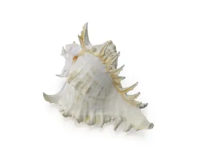 Shell 03 - Low and High Poly Versions  Low-poly 3D model