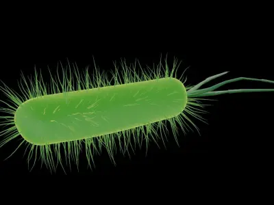 Bacteria bacterium 3D model