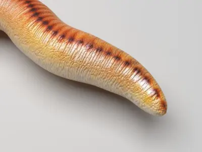 Earthworm 3D model