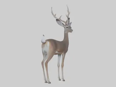 White-tailed deer Low-poly 3D model