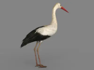 Stork 3D model 3D model