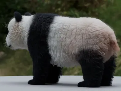 Panda 3D model 3