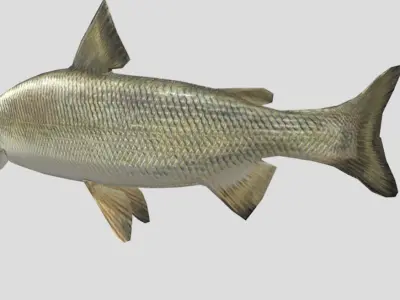 Whitefish Low-poly 3D model