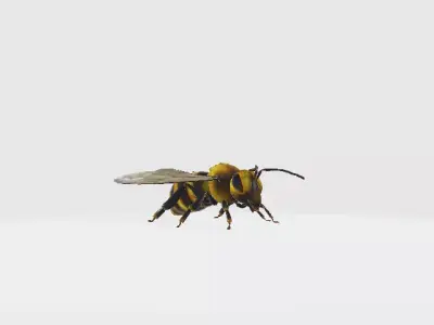 Honey Bee 3D model