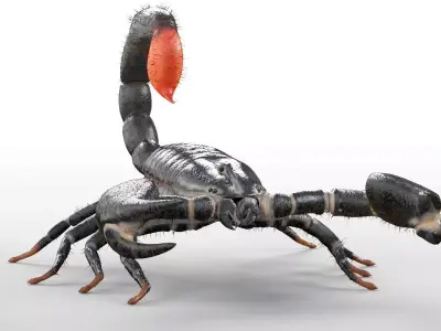 Scorpion insect Low-poly 3D model