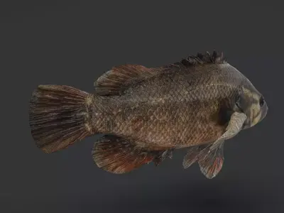 Realistic Perch Animated 3D model