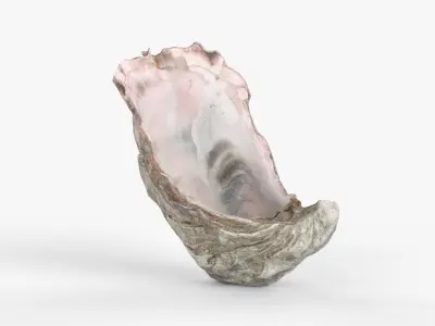 Photorealistic 3D scan of sea oyster shell Low-poly 3D model