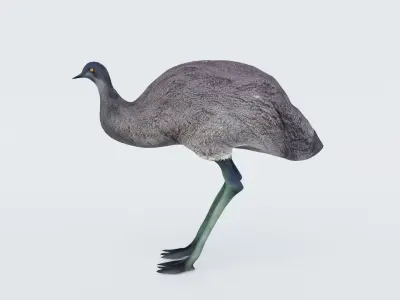 Emu Animal Free 3D model