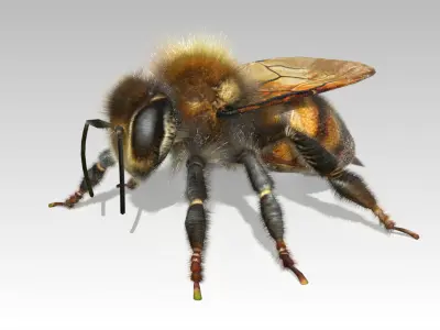 Honey Bee Animated Low-poly 3D model
