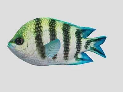Sergeant Fish Low-poly 3D model