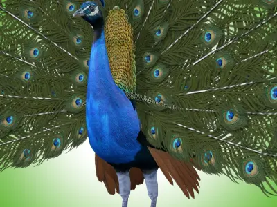 Peacock Rig Low-poly 3D model
