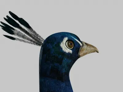 Peacock Rigged and Animation 3D model