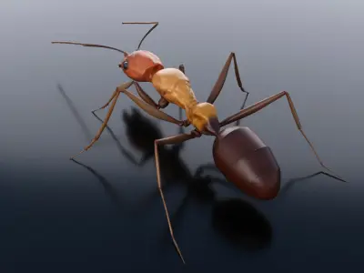 Ant 3D Rig Low-poly 3D model
