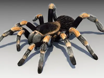 Tarantula Animated Low-poly 3D model