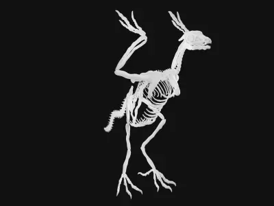 Archaeopteryx skeleton 3D model