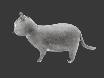 Cat 3D Model Rigged and Animated British Shorthair Low-poly 3D model