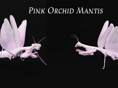 Pink Orchid Mantis Insect Low-poly 3D model
