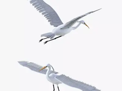 Egret bird rigged 3d model Low-poly 3D model