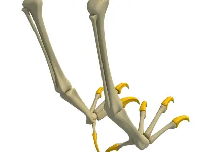 Skeleton of Bald Eagle Claws  3D model