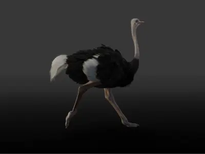 Ostrich Animated 3D model
