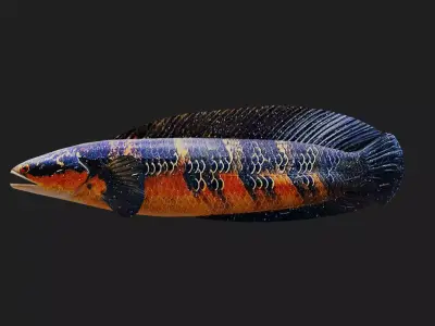 Snakehead Low-poly 3D model