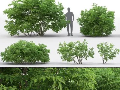 Sambucus nigra 03 3D model