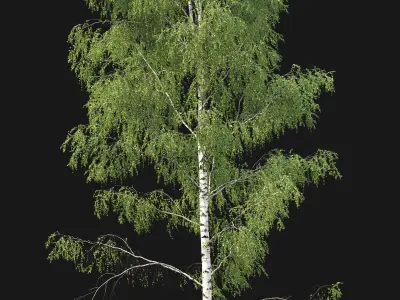 Birch forest part 04 3D model