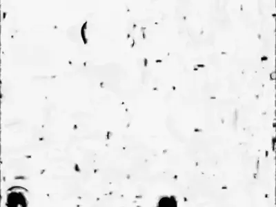 Cute Cartoon Colorful Parrot 3D Model Low-poly 3D model