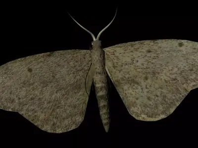 Moth Insect 3D model