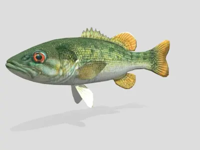 Redeye Bass Realistic Animated Low-poly 3D model