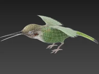 Trochilidae hummingbird Low-poly 3D model