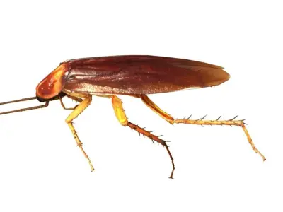 3D cockroach 3d model 3D model