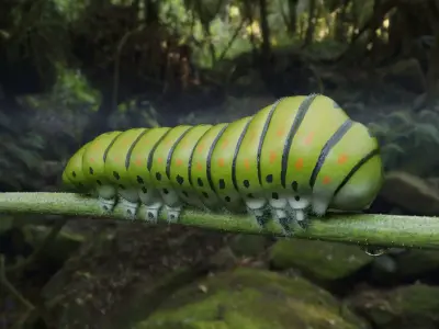 Caterpillar circle with dots 3D model