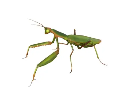 Praying Mantis 3d model 3D model