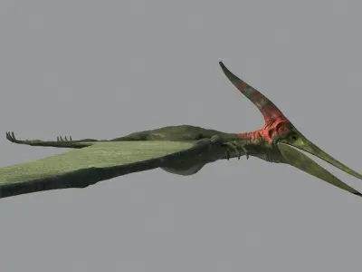 Pterodon animations Low-poly 3D model